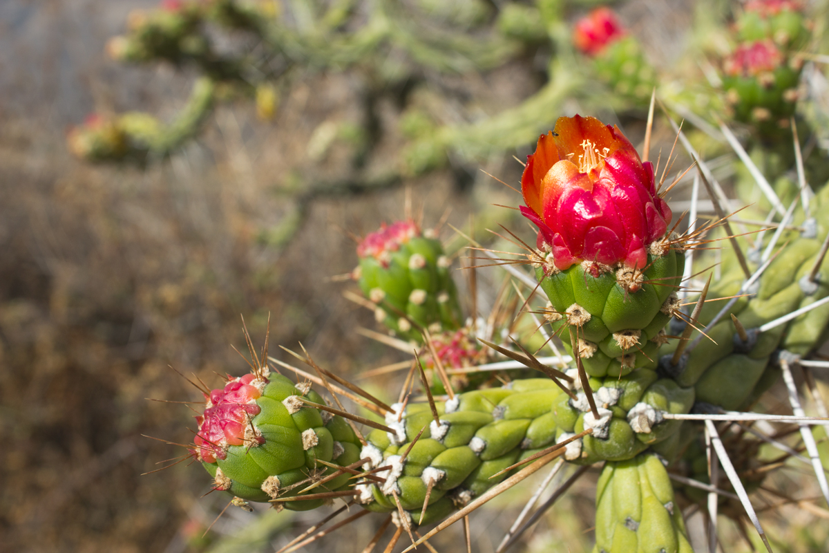 cactus, peru, hiking, flowers