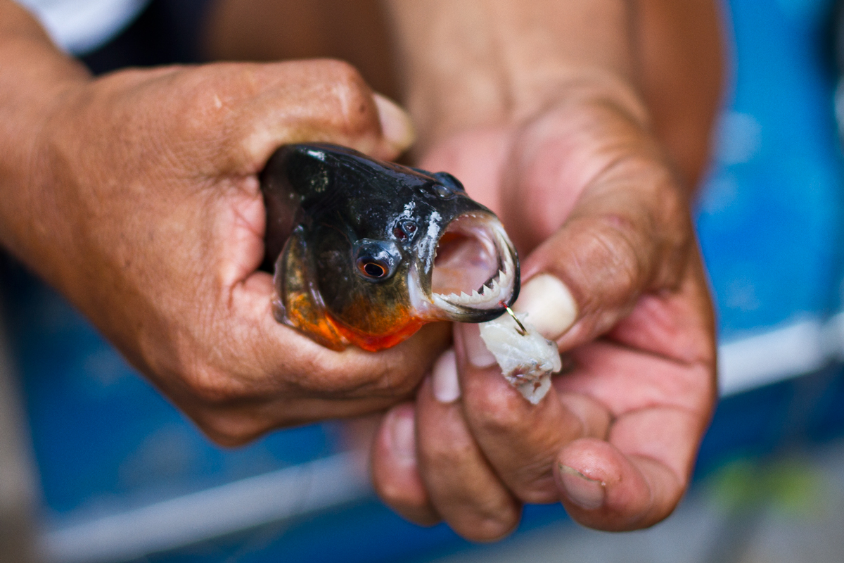 Piranha, Amazon