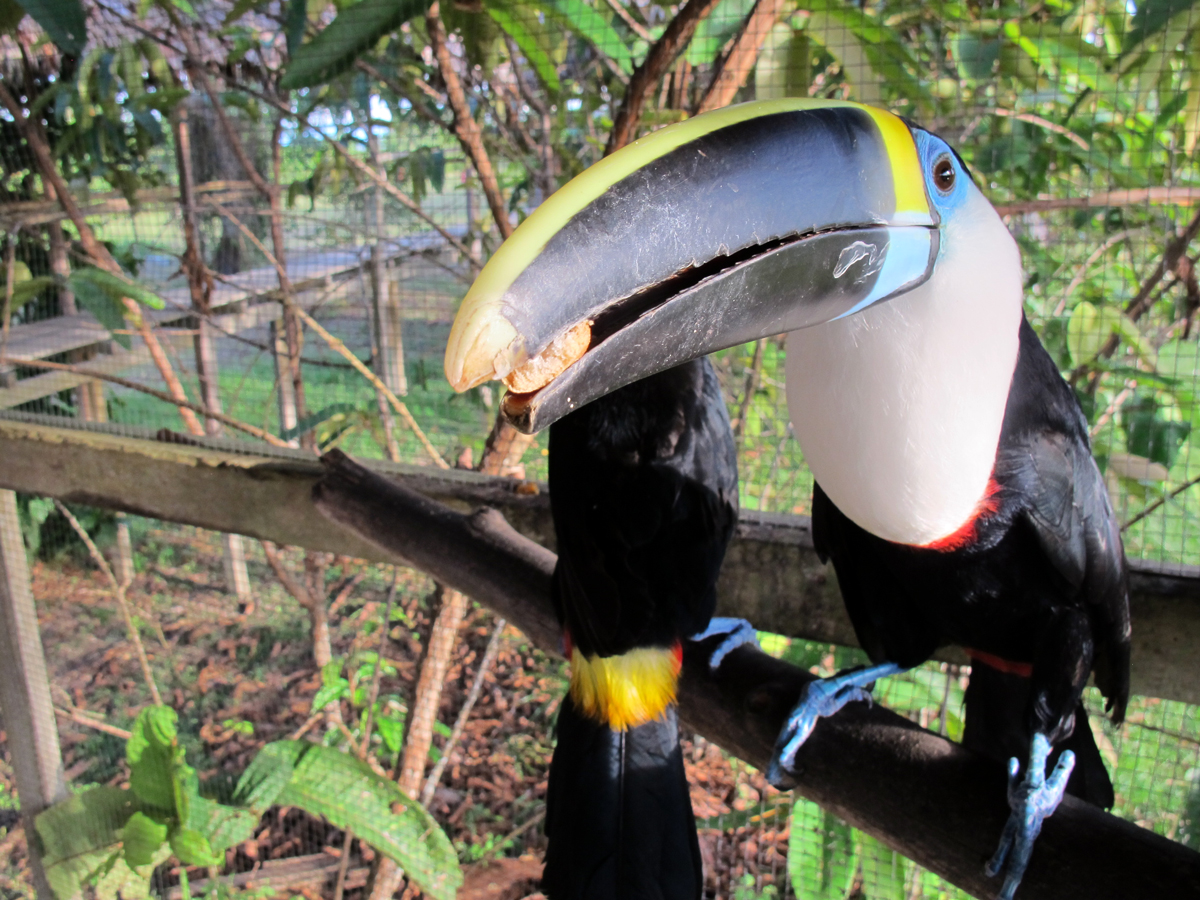 Toucan, Amazon