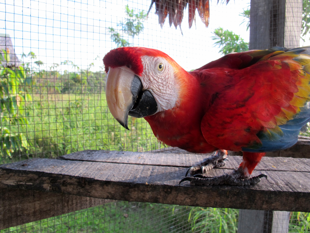 Parrot, Amazon