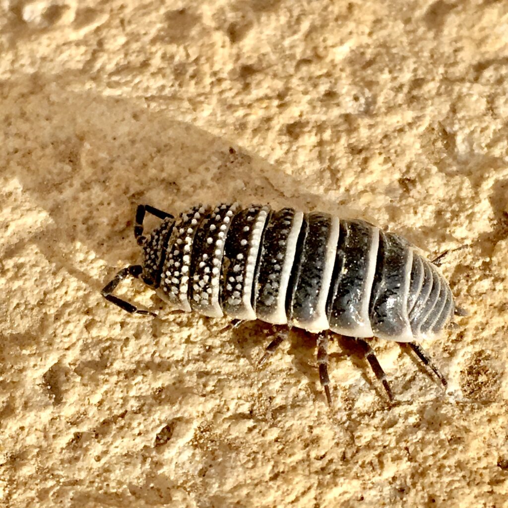 bugs