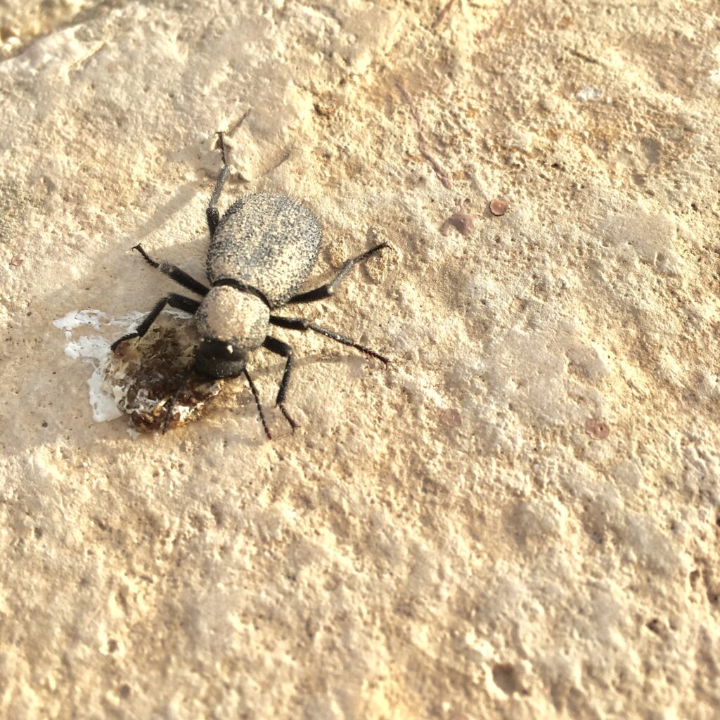 bug, insect