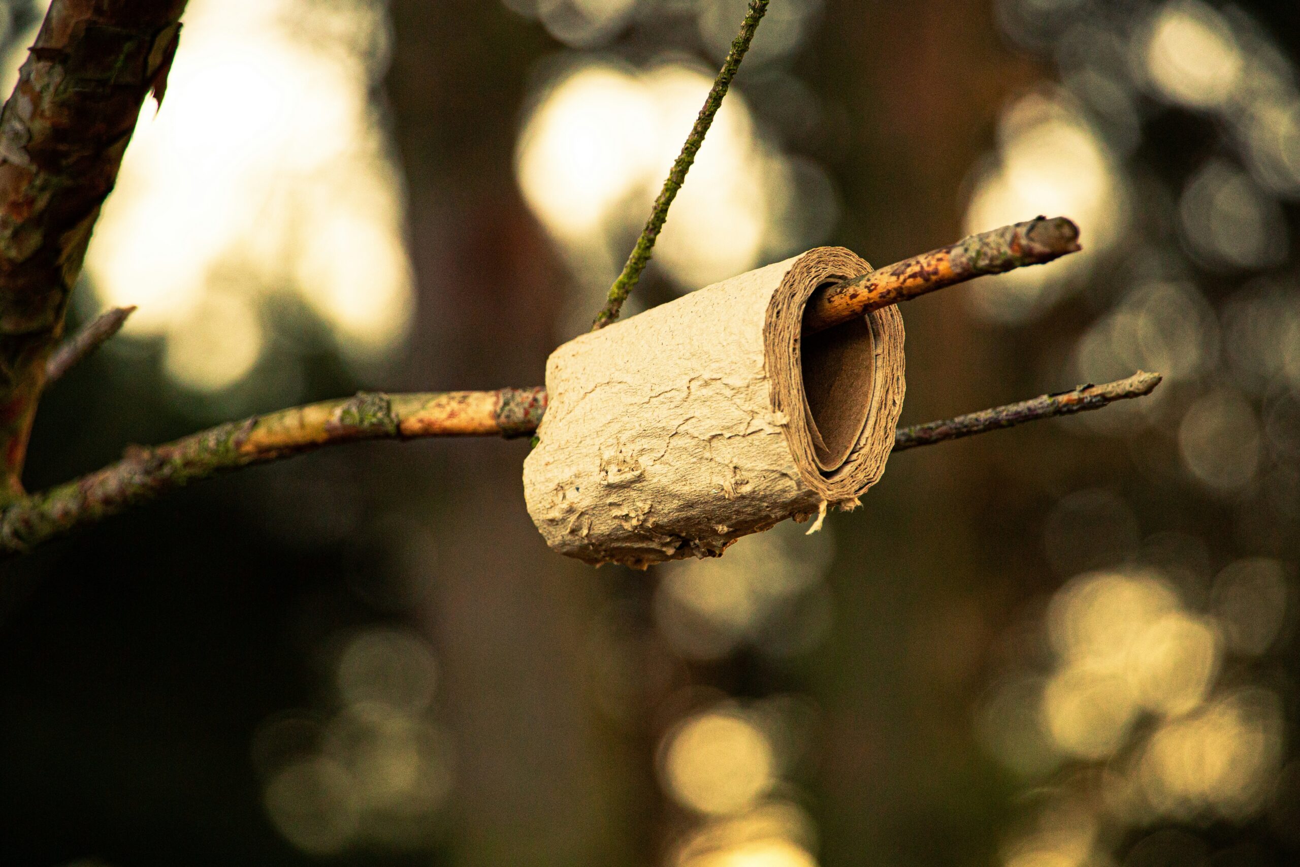 Photo of a tree branch with a soggy, old roll of toilet paper on it