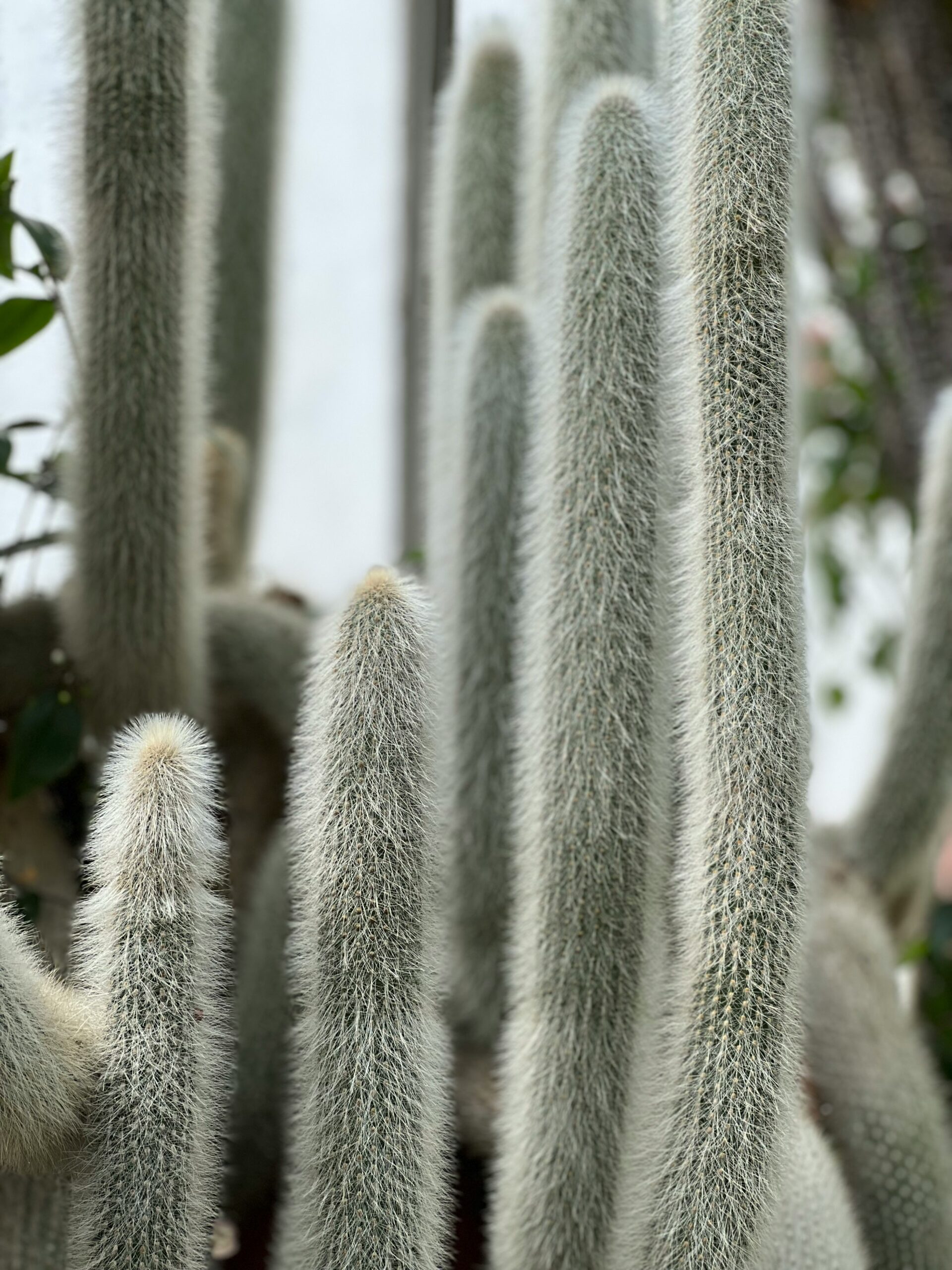 Photo of a light gray cactus with multiple branches