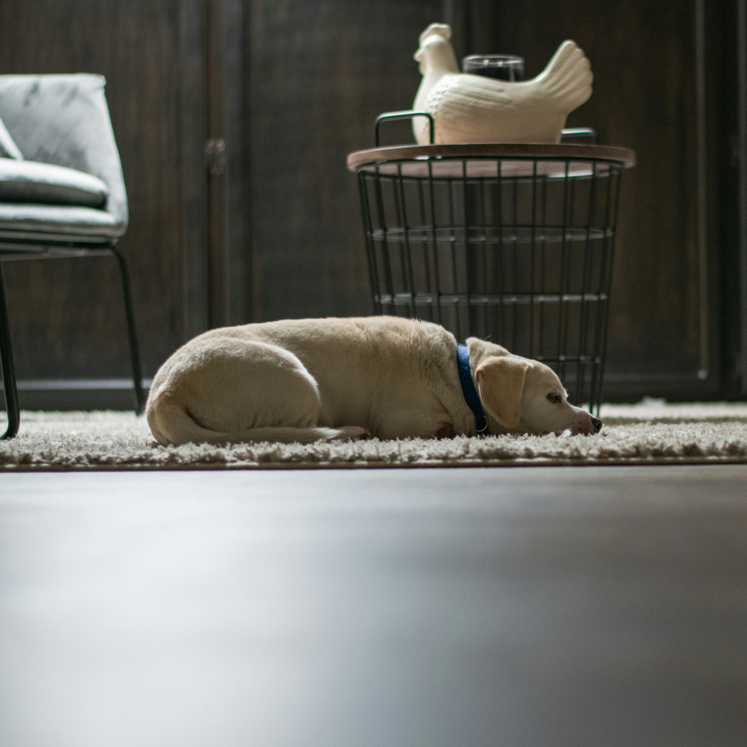 Adorable white dog sleeping on a white rug