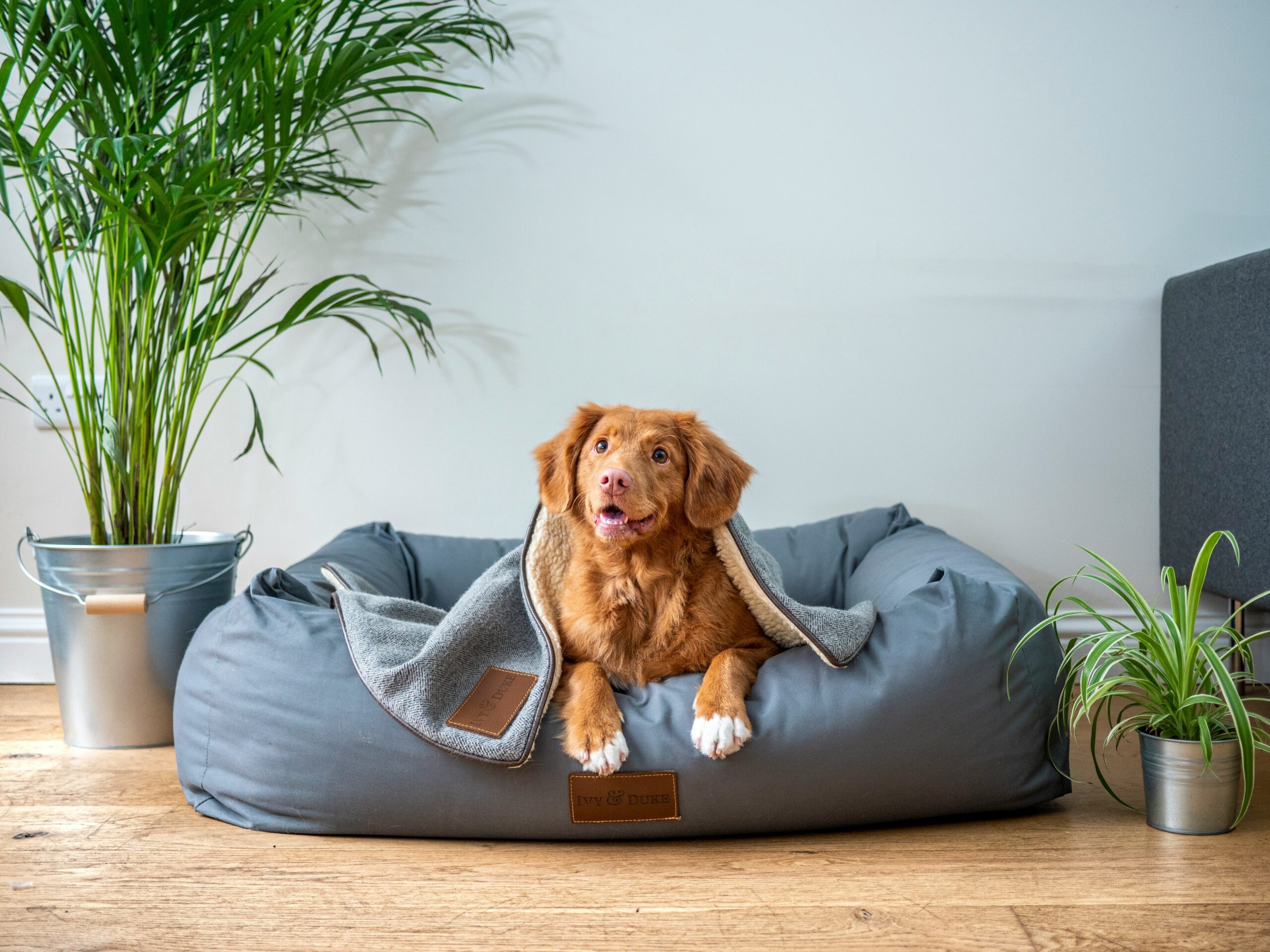 Photo of a cute brown puppy on a blue dog bed with a blue blanket and a blue wall. The floor is hardwood and there is a parlor palm in a pot to the left of the dog bed.