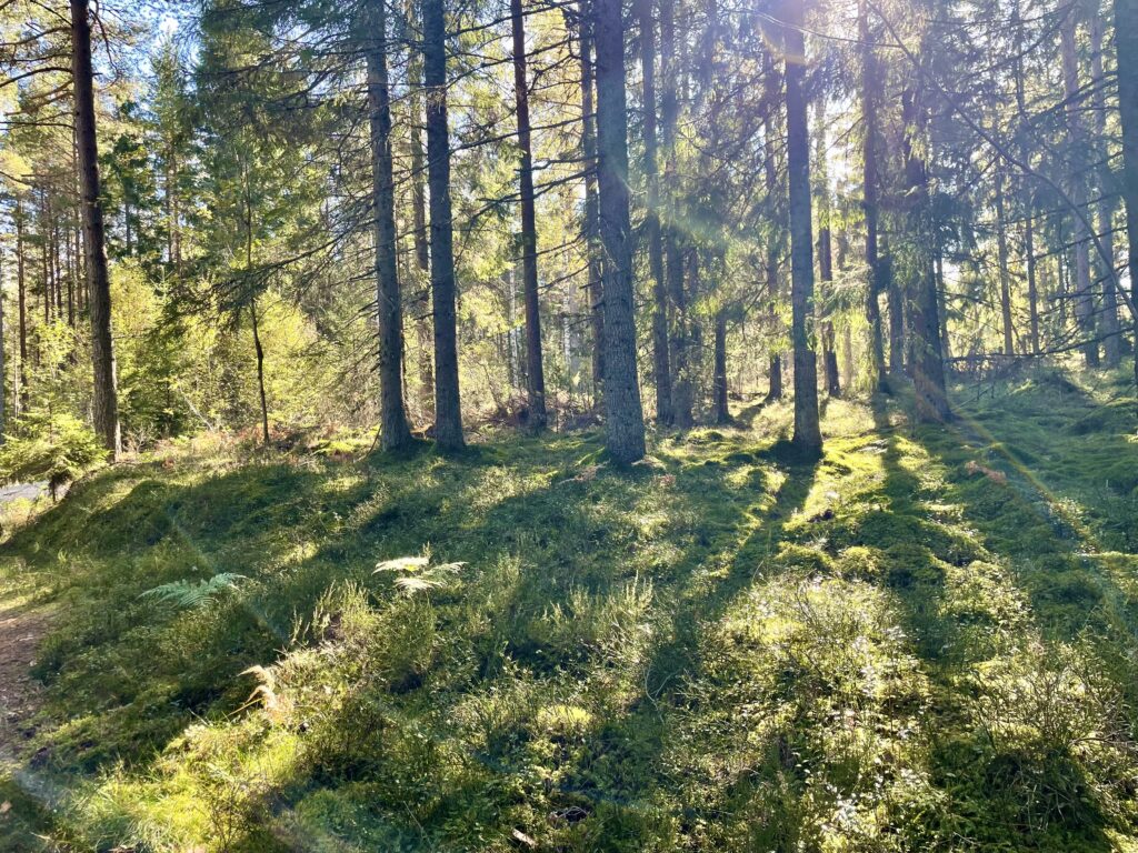 Photo of tall pine trees with light streaming through them and a moss florest floor.