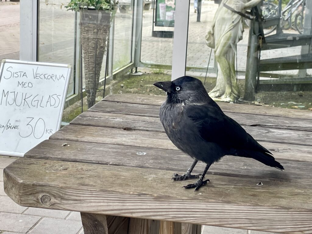 Picture of a black bird sitting on a table. Has frosting on its beak.